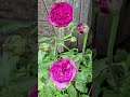 #flowers #ranunculus #bloom