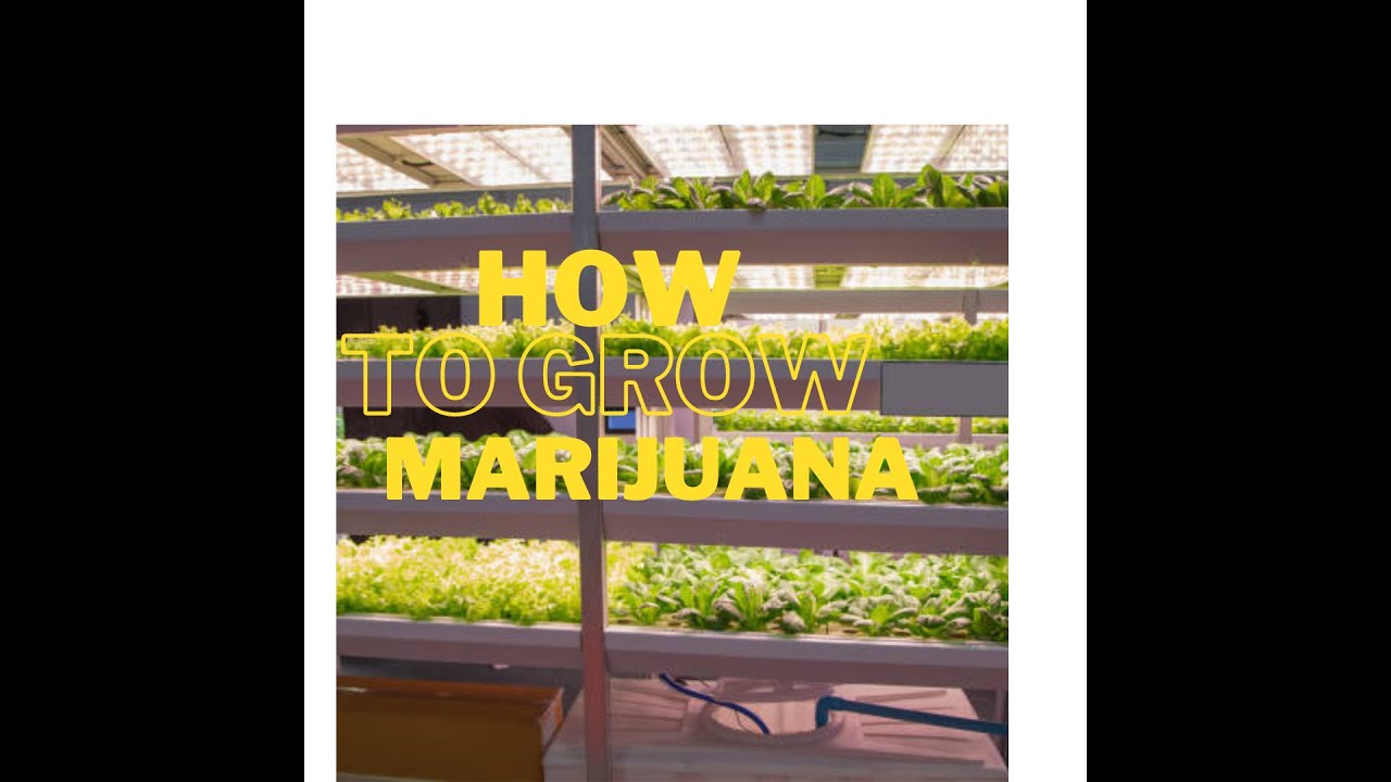 Green Thumb Guide  How to Grow Marijuana