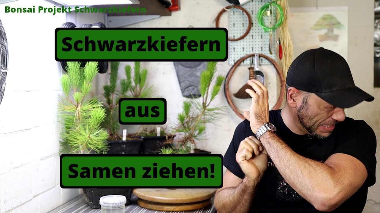 Schwarzkiefer "Bonsai" aus Samen ziehen - Pinus thunbergii | Bonsai Projekt  Schwarzkiefer