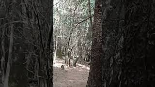 El Desierto de los Leones