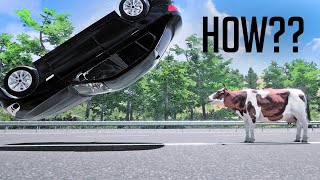 CAR vs COW in The Autobahn