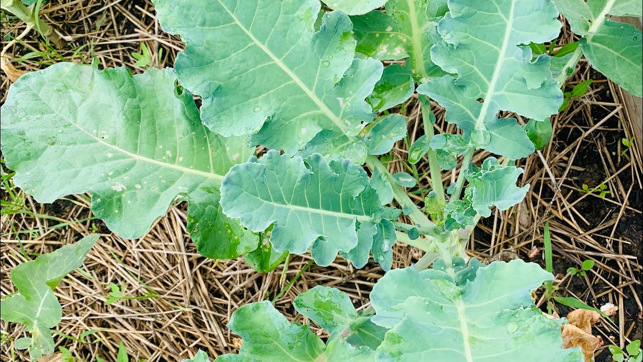REPLACING Cold Crops | Cooking BROCCOLI Leaves | FARM to ...