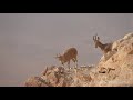 Nubian Ibex - Israel Negev desert / יעלים במצפה רמון