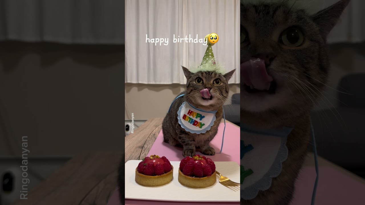 Oh no! My cat's birthday is still 11 months away! 