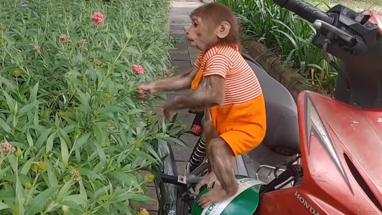 So Cute 🥹 Baby Monkey Cubin Playing Outside Will Melt Your Heart