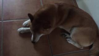 Zenitude du shiba inu by SHIBA FR 168 views 7 years ago 33 seconds