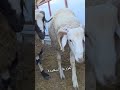دخول شحنة جديدة من كباش العيد سلعة ماشاء الله مرحبابيكم خوتنا #عيد_الأضحى_2026