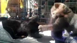 Котёнок нападает на собаку / маленький котёнок против собаки / детские забавы шотландских котят Котёнок нападает на собаку / маленький котёнок против собаки / детские забавы шотландских котят