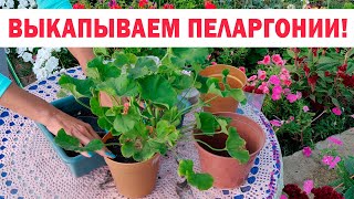 видео: Выкапываем пеларгонии (герани) на зиму и пересаживаем в горшки картинка: Выкапываем пеларгонии (герани) на зиму и пересаживаем в горшки