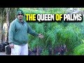 Queen palms 101  syagrus romanzoffiana  earth works jax