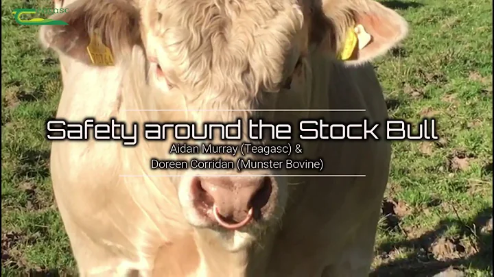 Safety around the Stock Bull