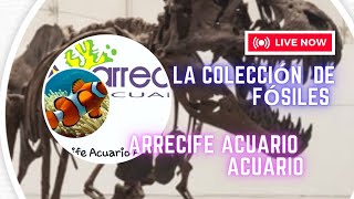 la colección de fósiles de Arrecife Acuario Acuario