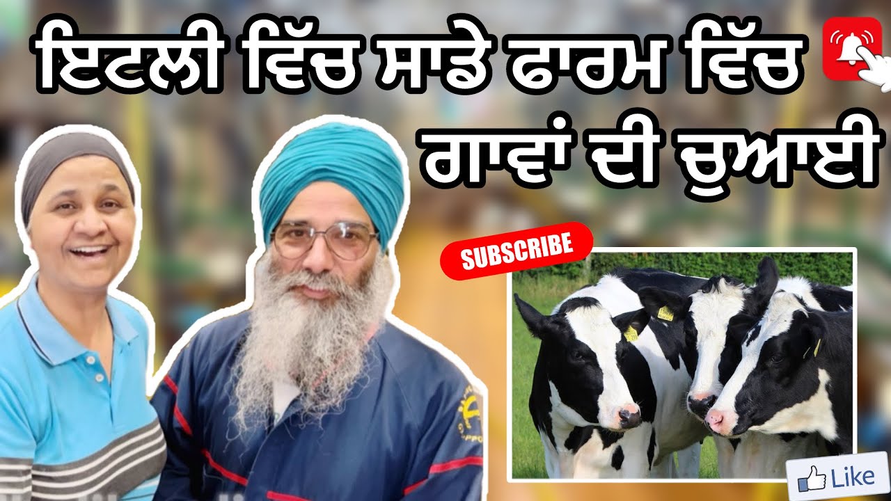 ਗਾਵਾਂ ਦੀ ਚੁਆਈ ਦਾ ਸਹੀ ਤਰੀਕਾ  Feeding cows on our farm#dairyfar m #italy #parmaitaly #like
