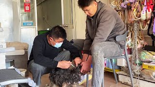 “It’S So Uncomfortable”Stray Dog Suffering From Skin Disease Needs Hair Plucking To Treat It