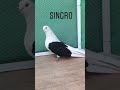 محمد الجبري Qatar محمد الجبري Qatar