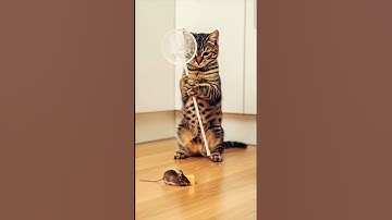 Shocking!😱😱 The newest  trap Lets go! #shorts #tabbycat #trap #rat#kitten#tabbycat #music #catvideos