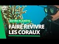  ils ont trouv la mthode pour faire revivre les coraux