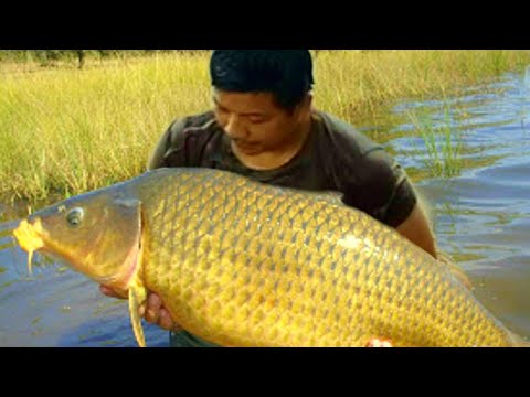 Video: Cara Menangkap Ikan Mas Besar