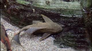 Rasa Sayang (arr. Ban Sheng TOH).  Published by Earthsongs Music  Publication (USA)