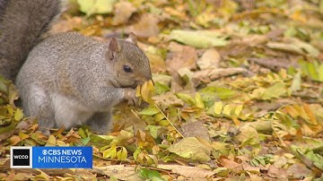 How do squirrels remember where they bury their nuts?