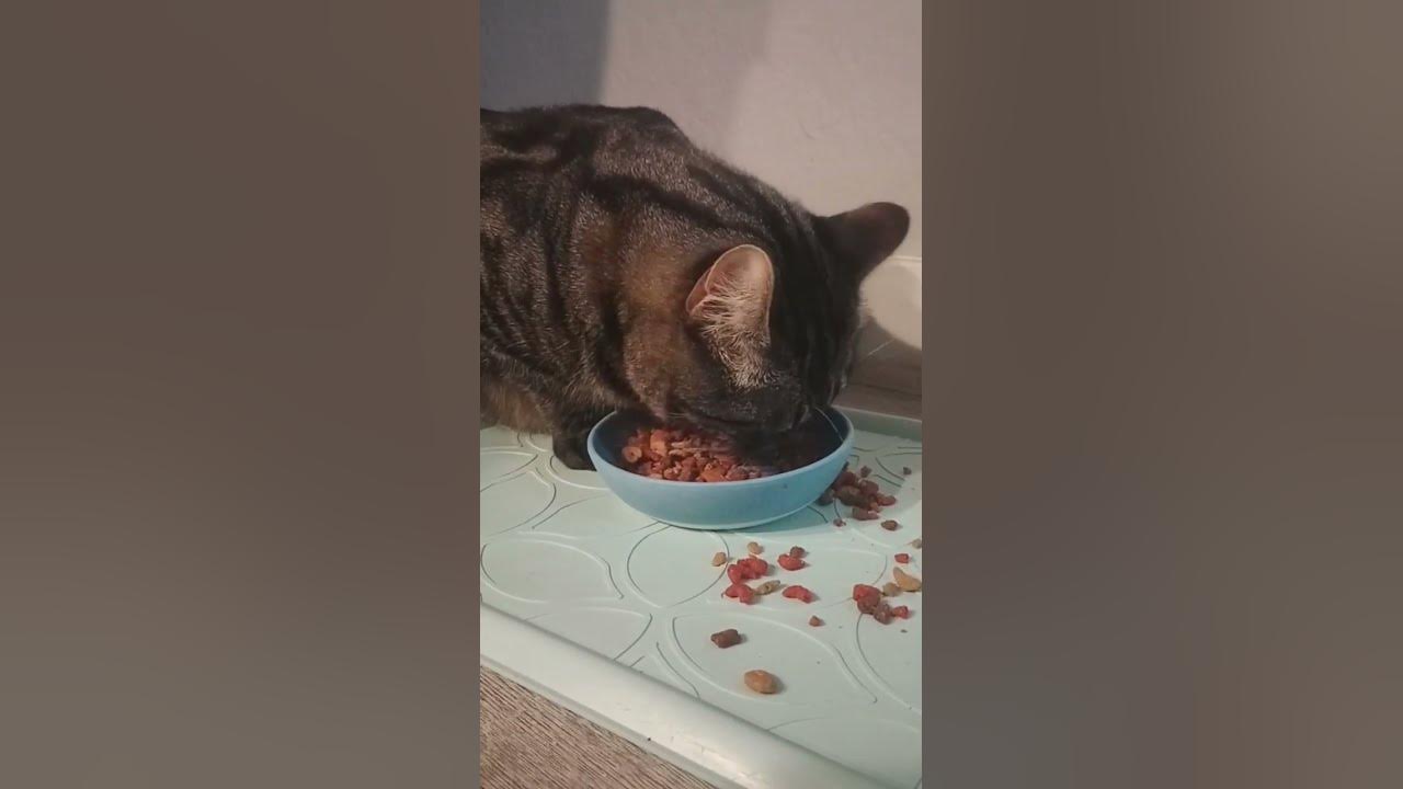 Does my cat miss me when i m gone youtube