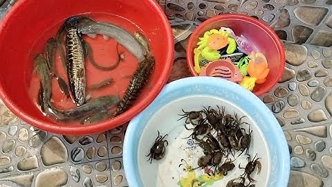 Binbotv thả các con cua,con cá quả, cá trê, con rùa,con lươn, con ngao, con tôm vào bể nuôi part 22