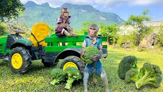 A Family With Two Little Monkeys Is Happily Harvesting Broccoli