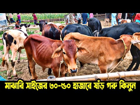 খামার উপযোগী  ৩০-৫০ হাজারের ষাঁড় গরু কিনুন | শাহীওয়াল ষাঁড় | ফাসিলা ডাঙ্গা হাঁট | কৃষি প্লাস