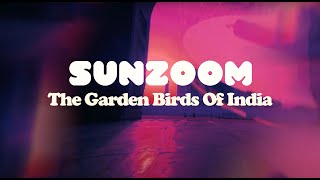 Sunzoom - The Garden Birds Of India