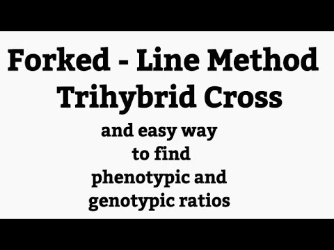 Forked line method - Trihybrid cross tutorial 1