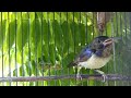 Masteran Burung Kolibri Kelapakolibri Wiceh Special Untuk Pancing Bunyi Mp3 - Mp4 Download
