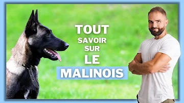 Comment bien éduquer Malinois ?