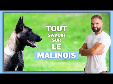 Vidéo: Tout ce que vous devez savoir avant de quitter votre chien avec un gardien