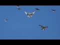 Полеты на Марганецком голубедроме  20 04 22г