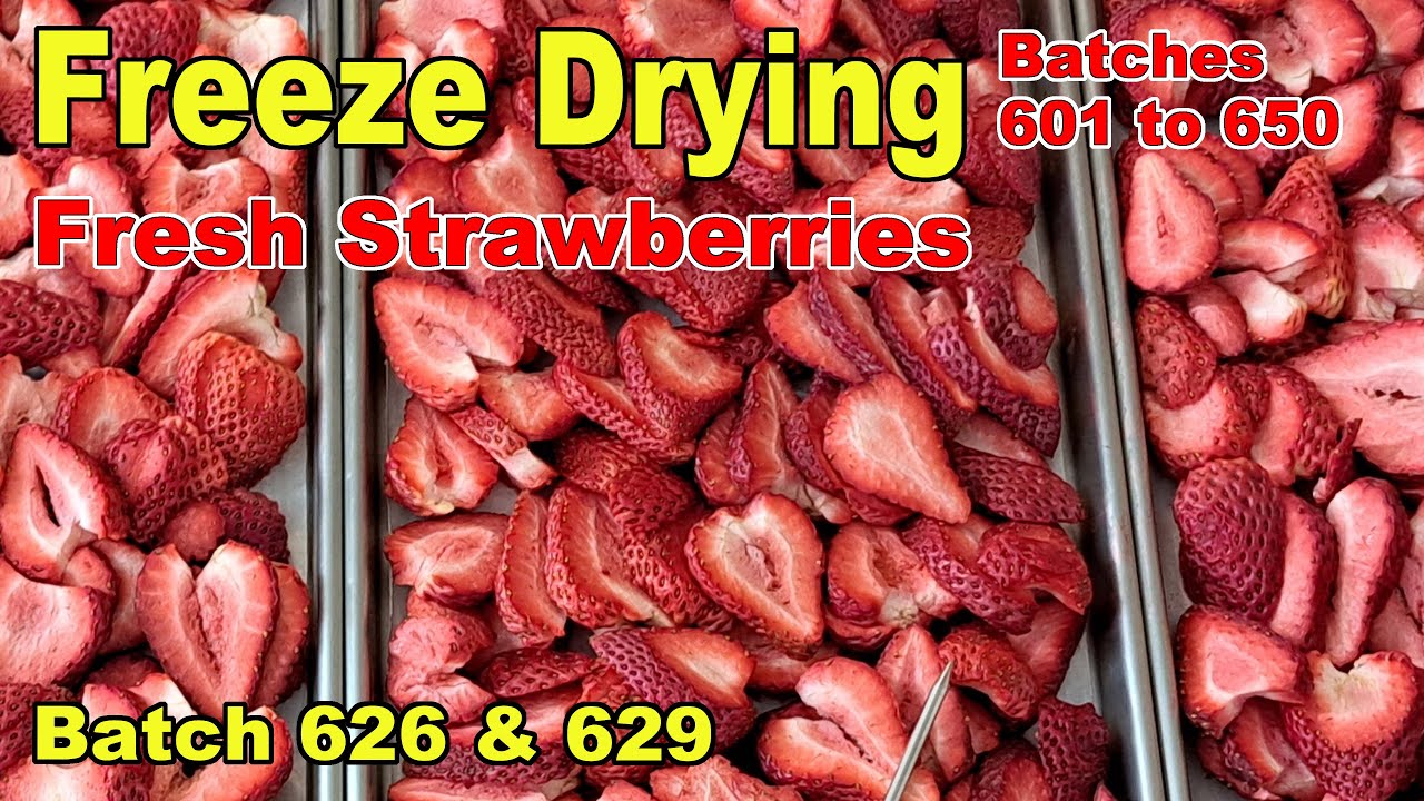 tray with strawberry slices into a food dehydrator machine Stock