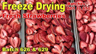 Freeze Drying Strawberries Fresh Sliced - Batches 626 & 629