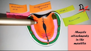 Muscle attachments in Maxilla