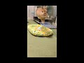 テンション上がってブルブルジャンプをするうさぎの麦【No.80】