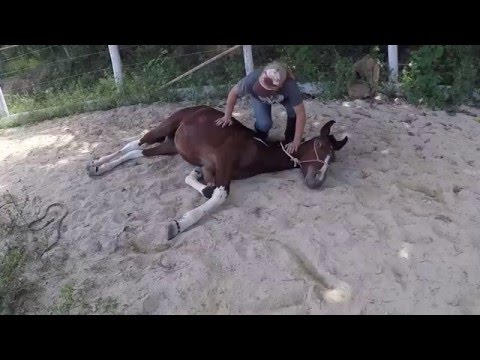 Vídeo: Como Ensinar Um Cavalo A Deitar