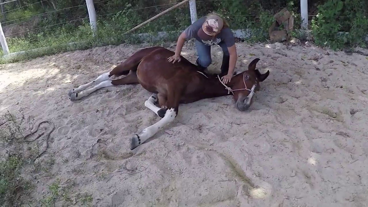 Andar a cavalo para iniciantes: tudo o que você precisa saber