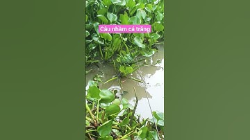 Câu cá rô đồng dính cả cá trắng #shorts (video) #giaitri