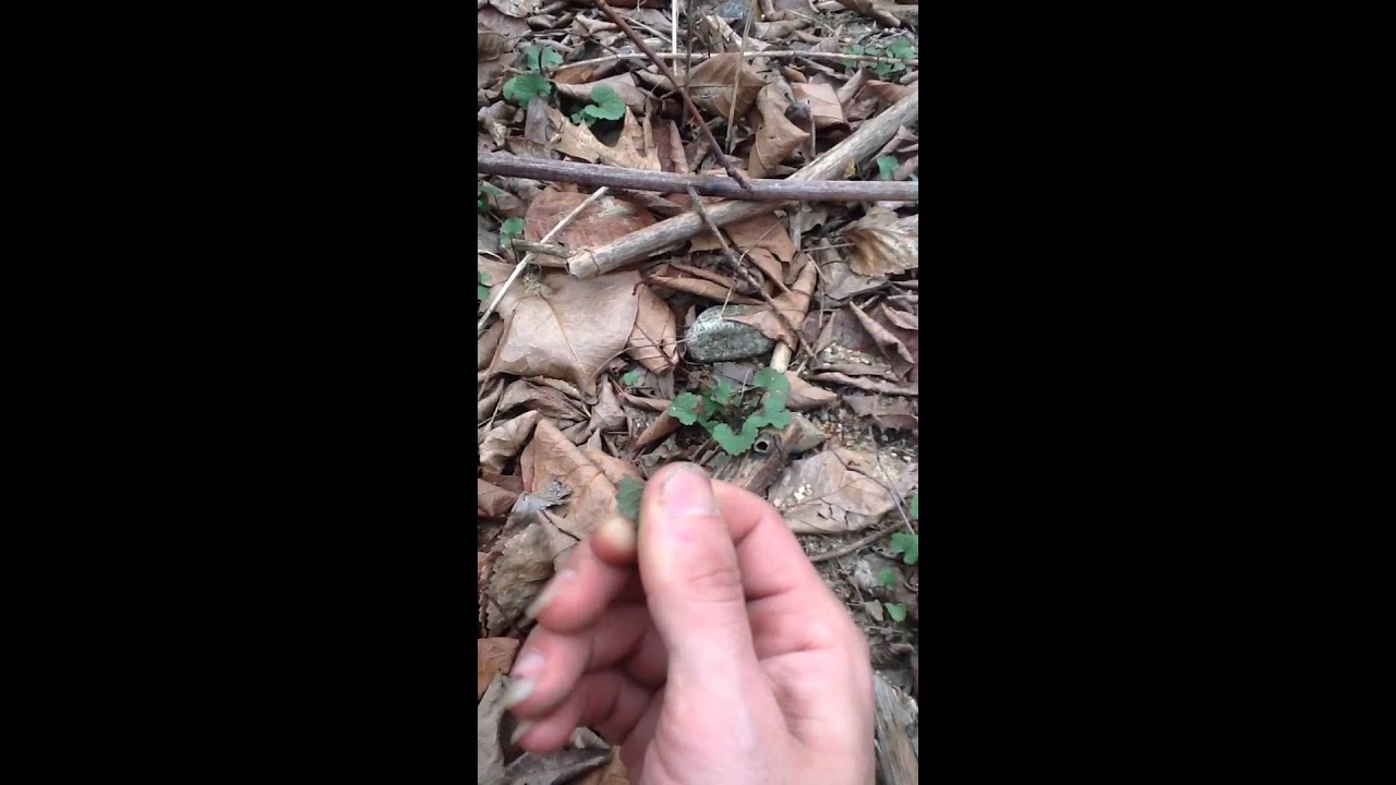 Wild Edible Garlic Mustard (alliarium petiolata)-More nutritious than Kale!