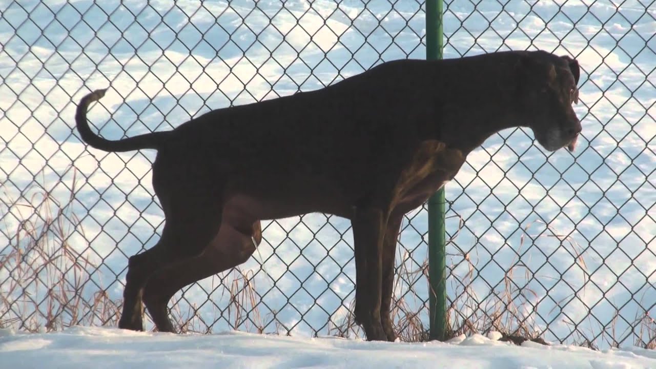 How To Get Your Dog To Stop Peeing How To Get Your Dog To Stop Peeing