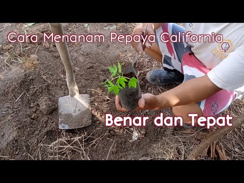 Cara Menanam Pepaya Yang Baik