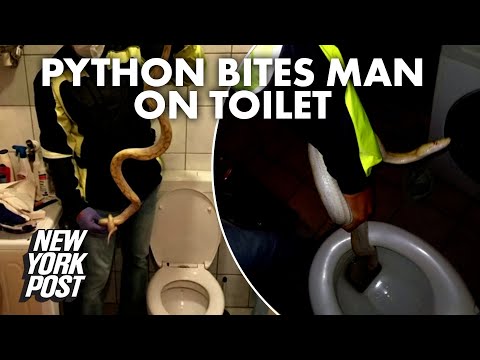 Man bitten by neighbor's escaped pet python while on toilet, cops say | New York Post