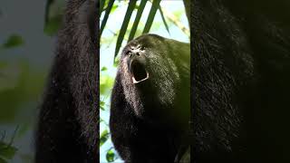 Howler Monkey Call #shorts #short