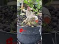 SANCANG BOGEL SEMII EXTREME #shorts #shorts #sancang #bonsai #caraperawatanbonsai #bonsaiindonesia