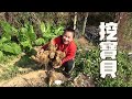 地裡藏著“大寶貝”，9妹雙手都搬不動！一般人都沒見過的奇寶【巧婦9妹】