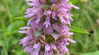 Monarda Citriodora