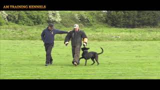 Dutch Herder Karloff BRN 29317 in training for knpv